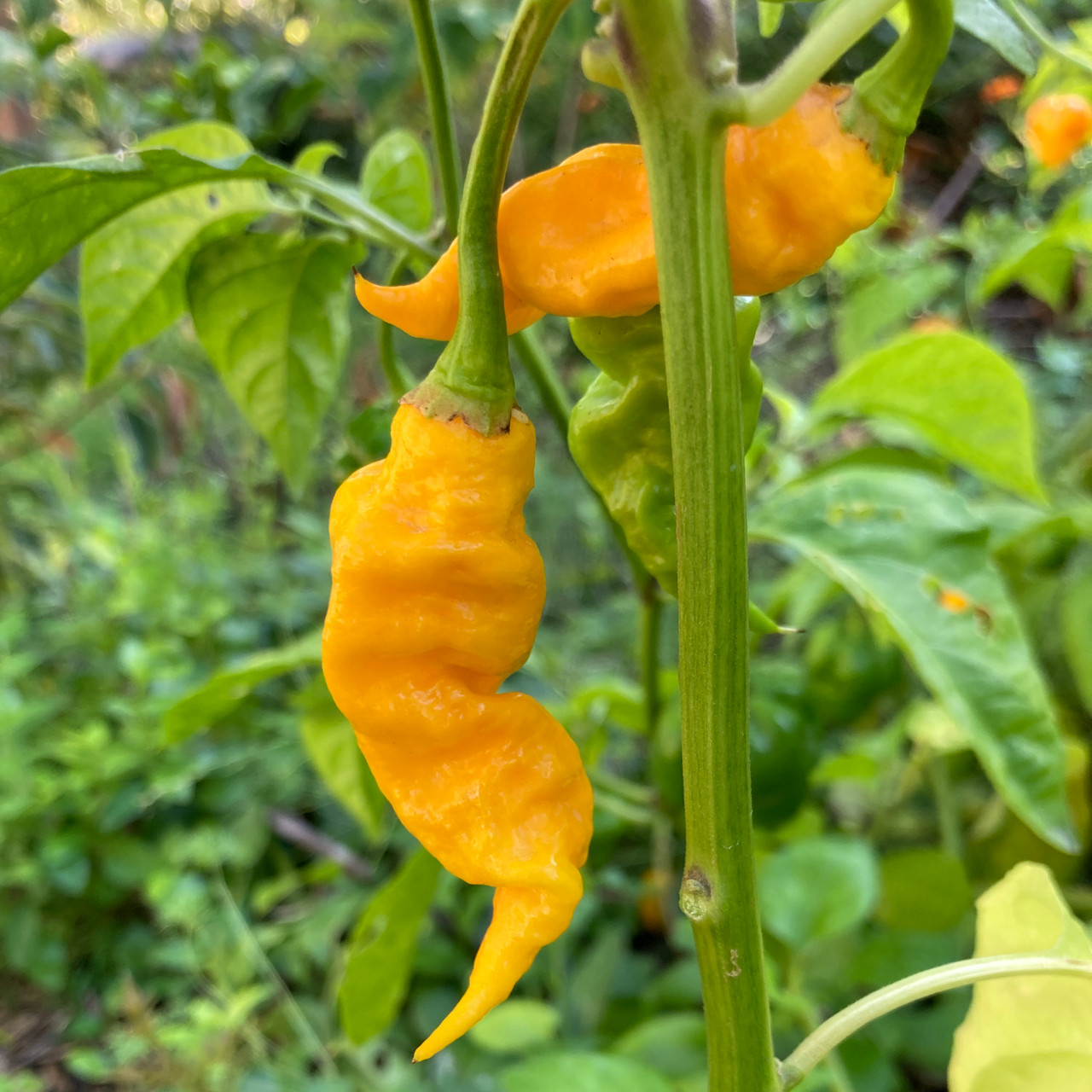 Jay's Yellow Ghost Scorpion Pepper Seeds Tyler Farms