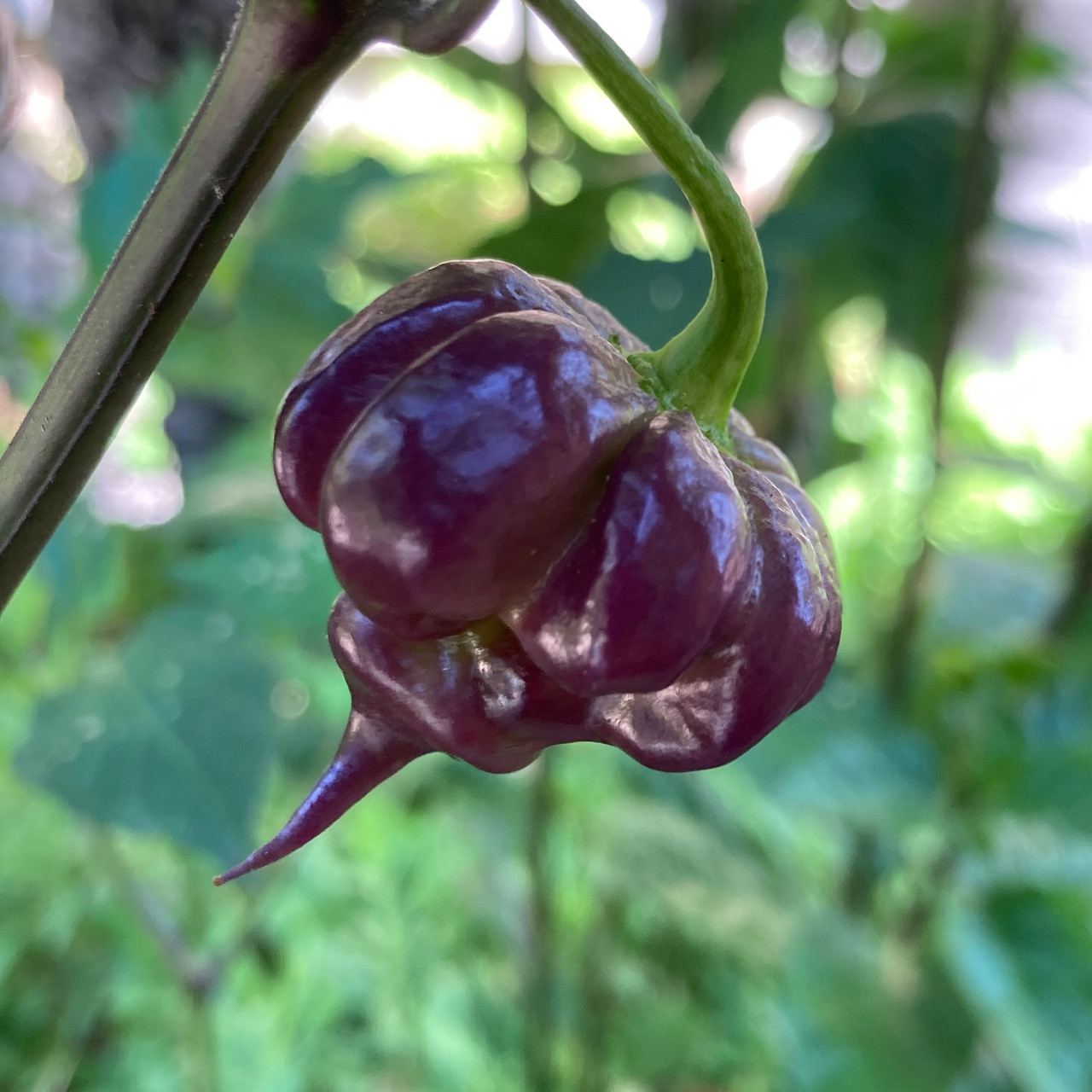 Purple Death Pepper Live Plant