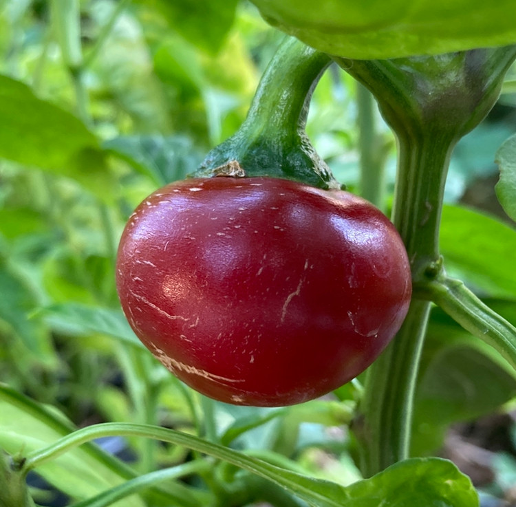 Sweet Cherry Pepper Seeds Tyler Farms