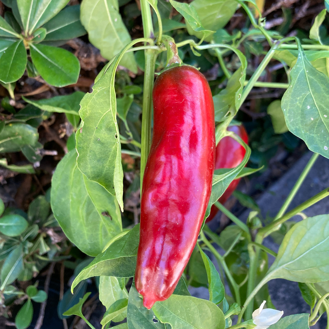 Aleppo Pepper Seeds Tyler Farms