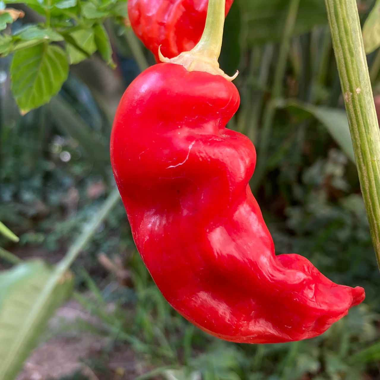 Sugar Rush Red Pepper Seeds Tyler Farms