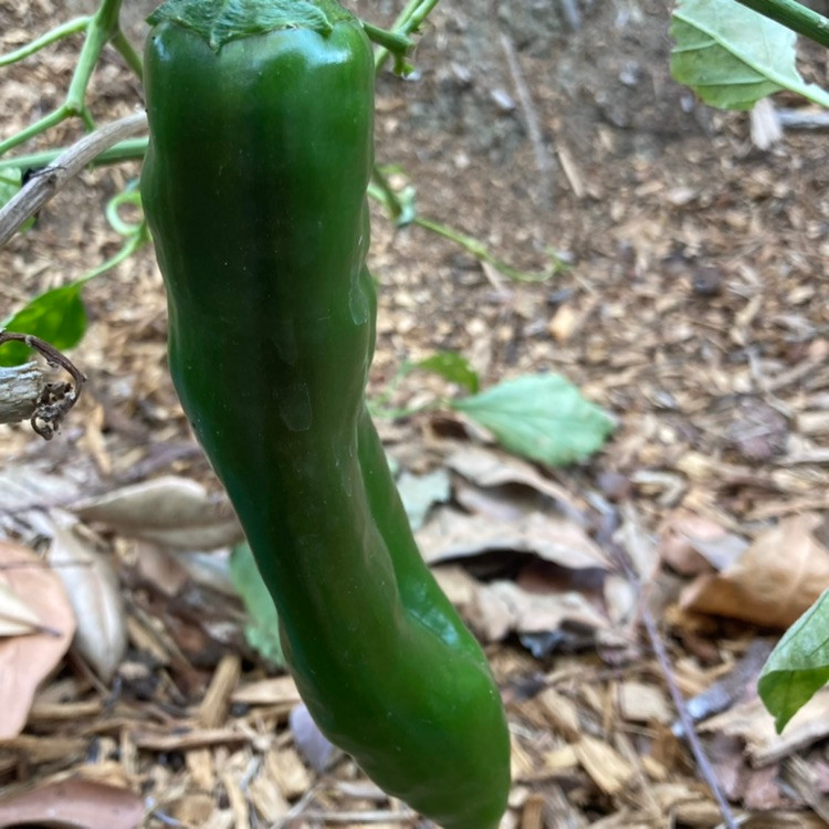 NuMex Joe E. Parker Pepper Live Plant | Tyler Farms