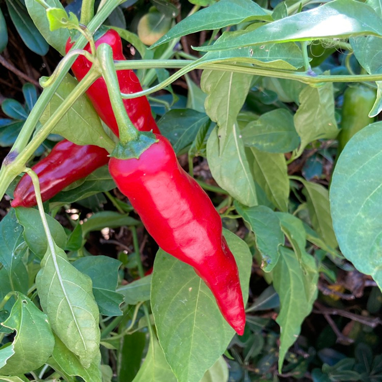 Hungarian Paprika Pepper Live Plant Tyler Farms