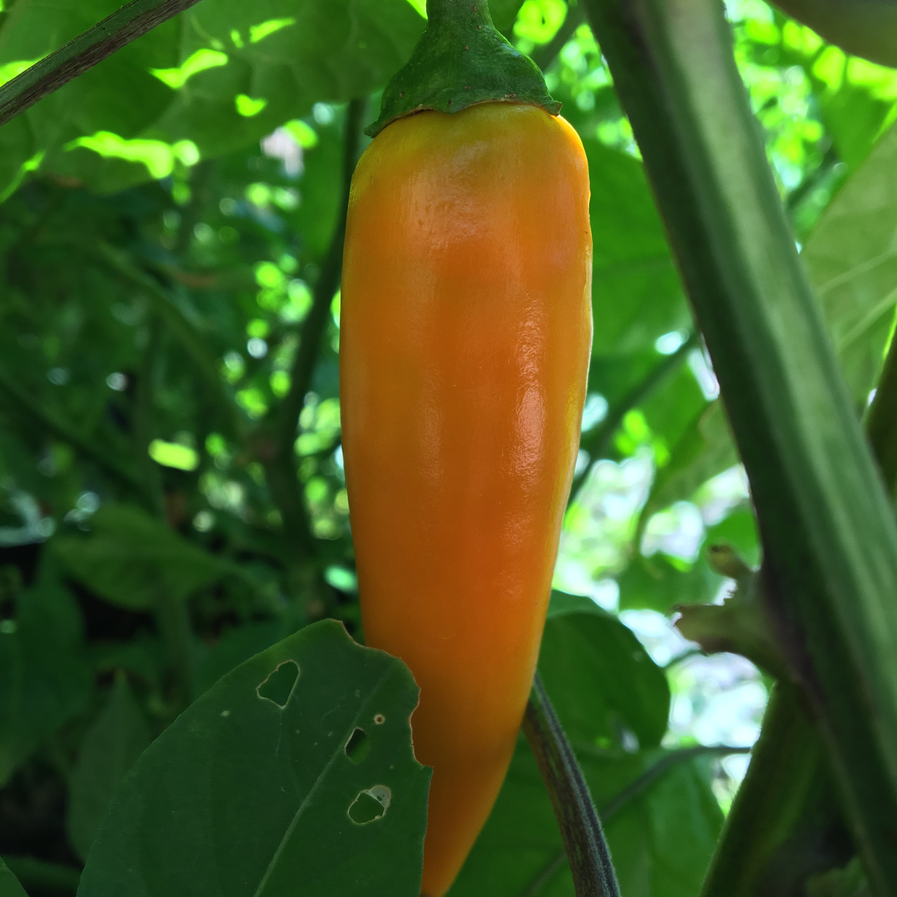 Orange Serrano Pepper Seeds Tyler Farms