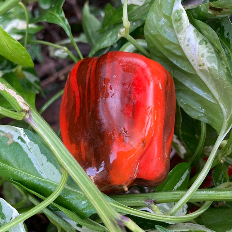 Tyler Farms Candy Cane Chocolate Cherry Pepper Seeds