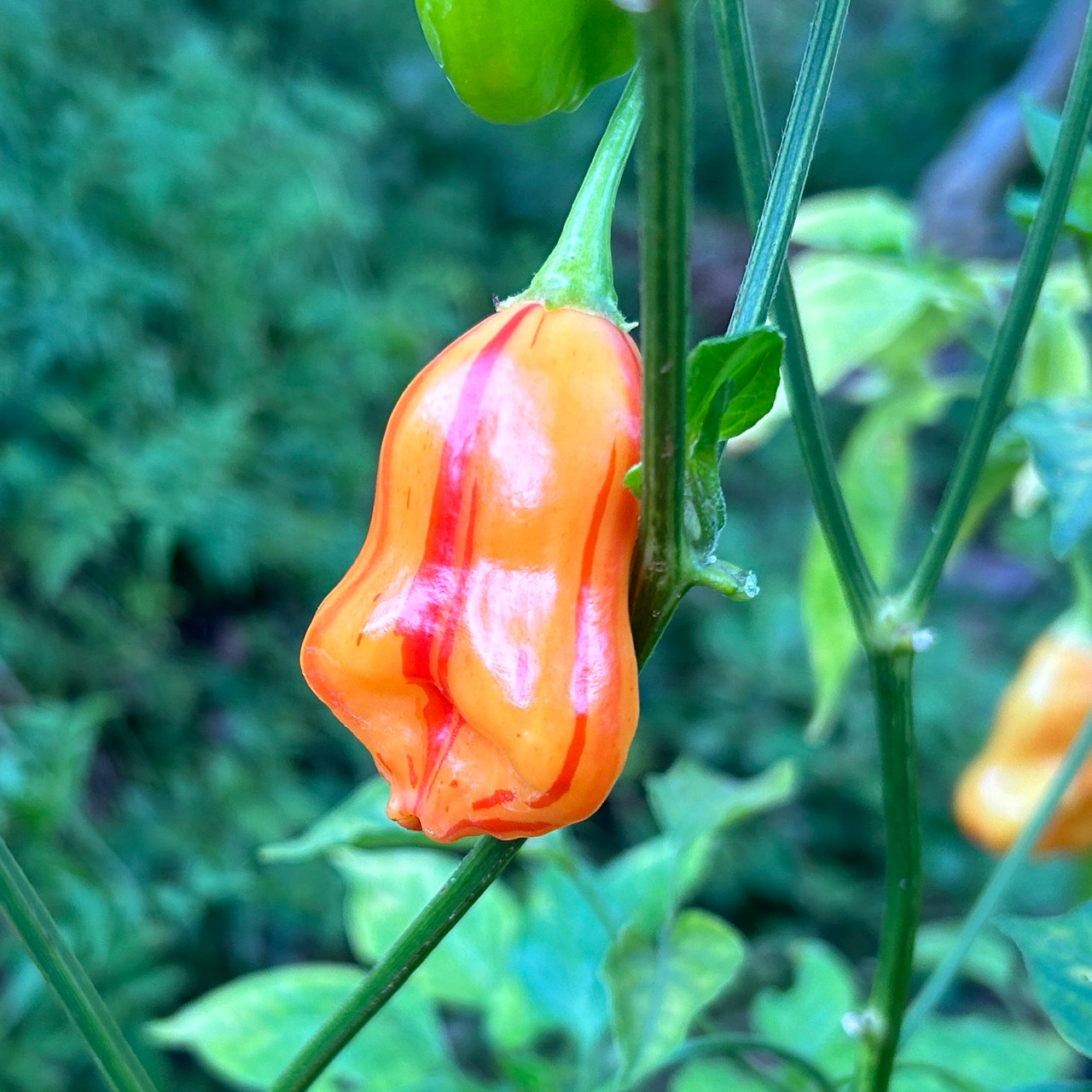 Zebrange Pepper Seeds Tyler Farms