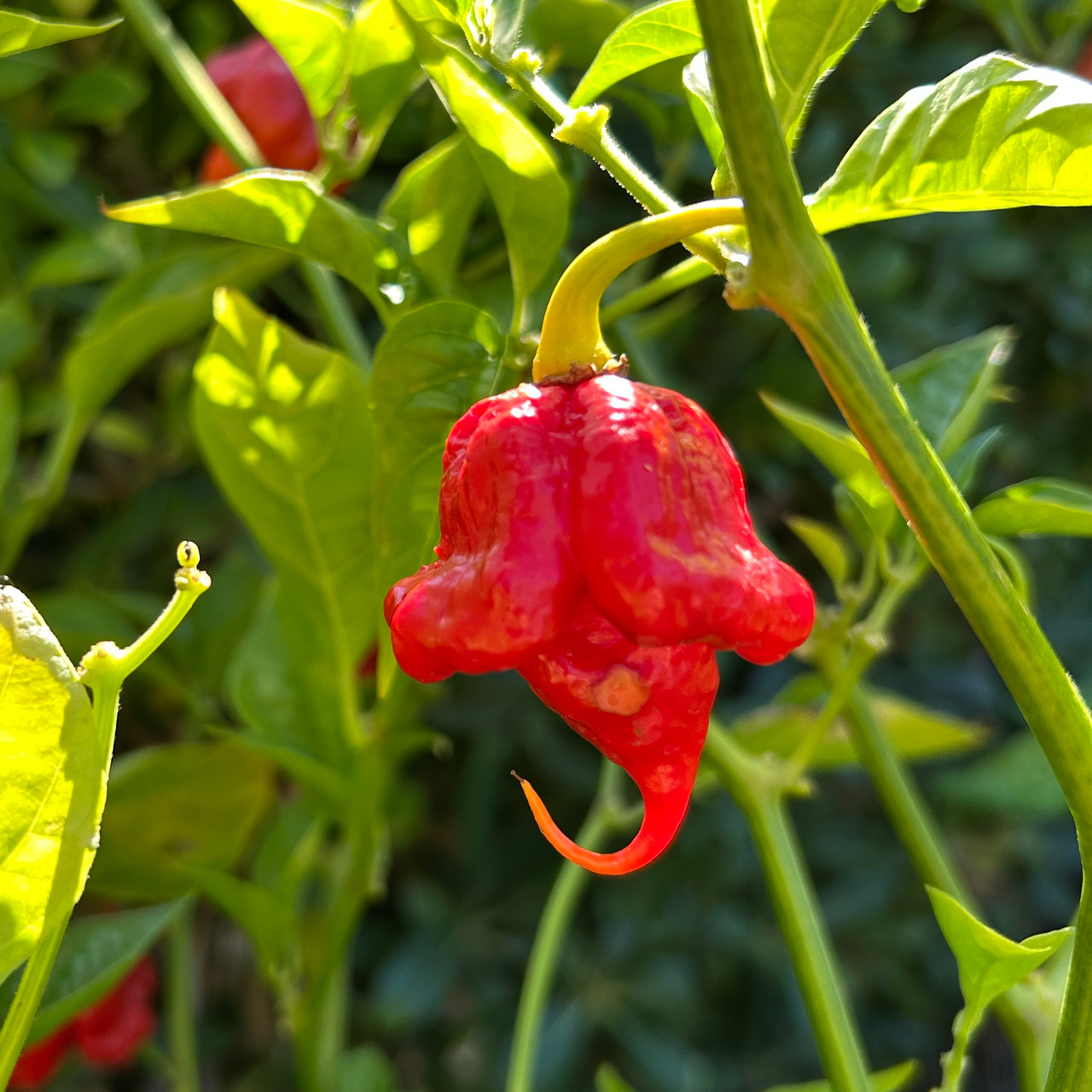 Red Ripple Pepper Seeds | Tyler Farms
