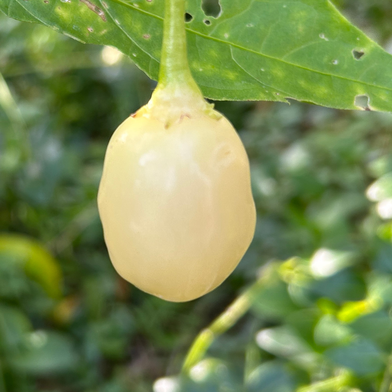 Sugar Rush Cream Pepper Seeds Tyler Farms