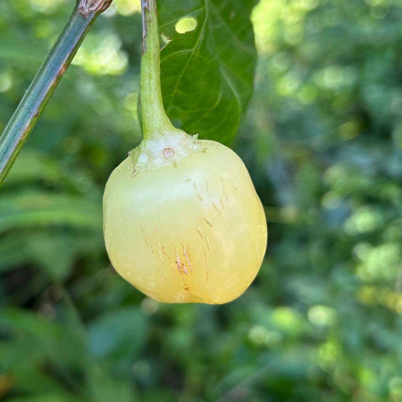 Sugar Rush Cream Pepper Seeds Tyler Farms