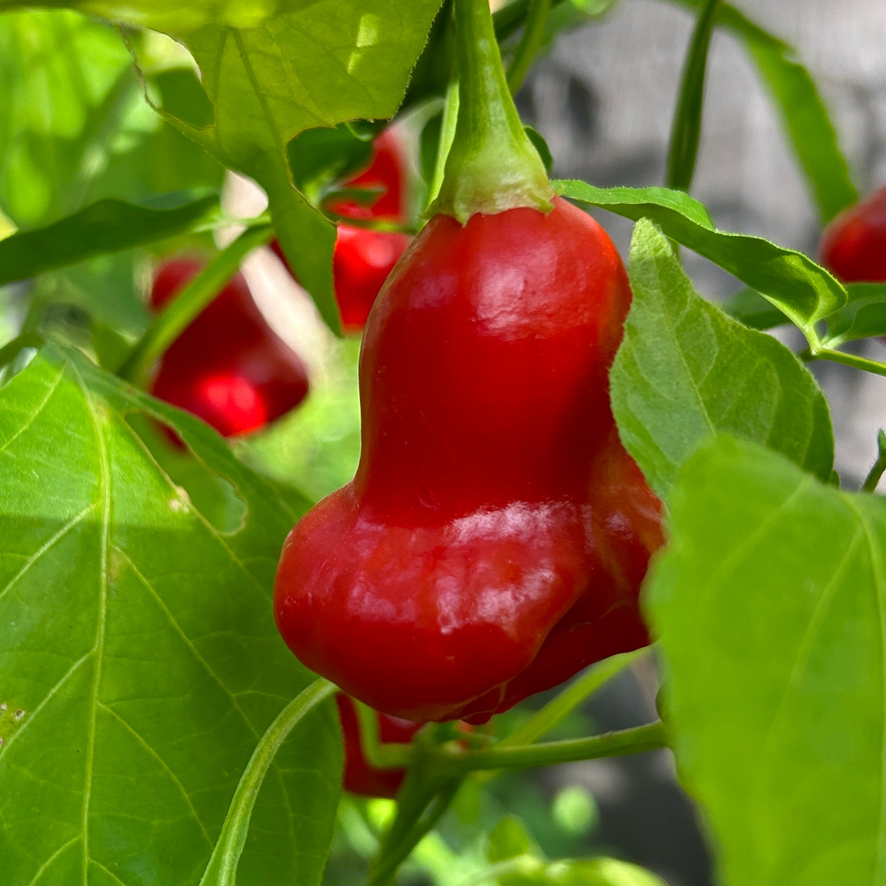 【REDPEPPER GD】ONETIGRIS Accessories – OneTigris Camping