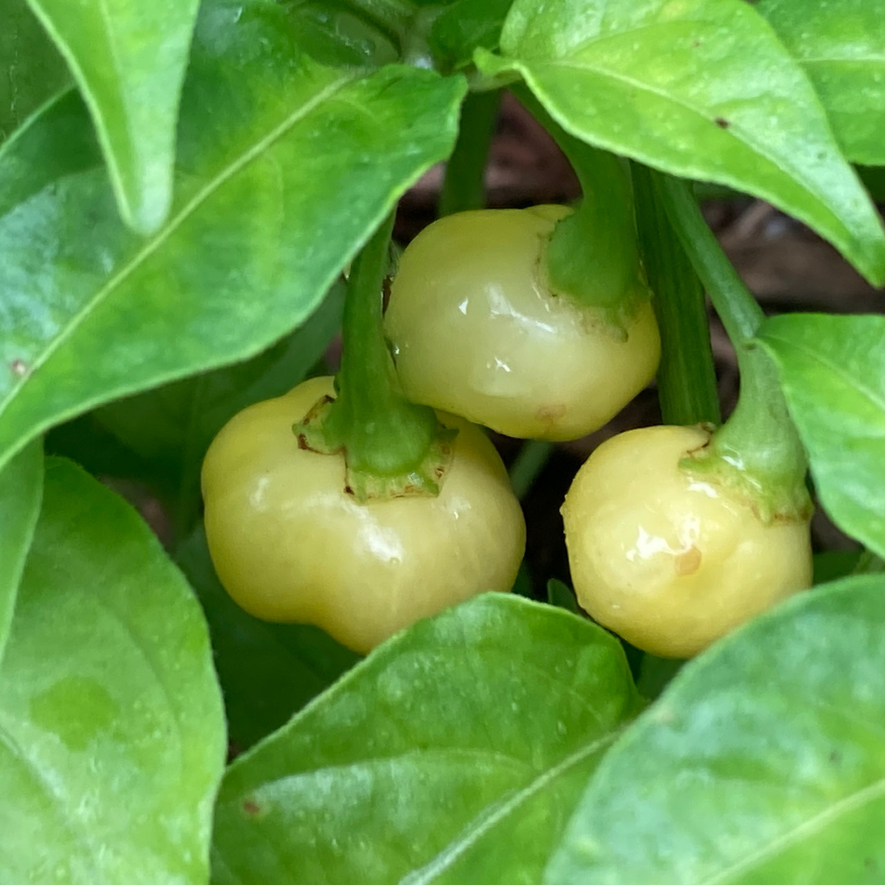 Pineapple Habanero Pepper Live Plant Tyler Farms
