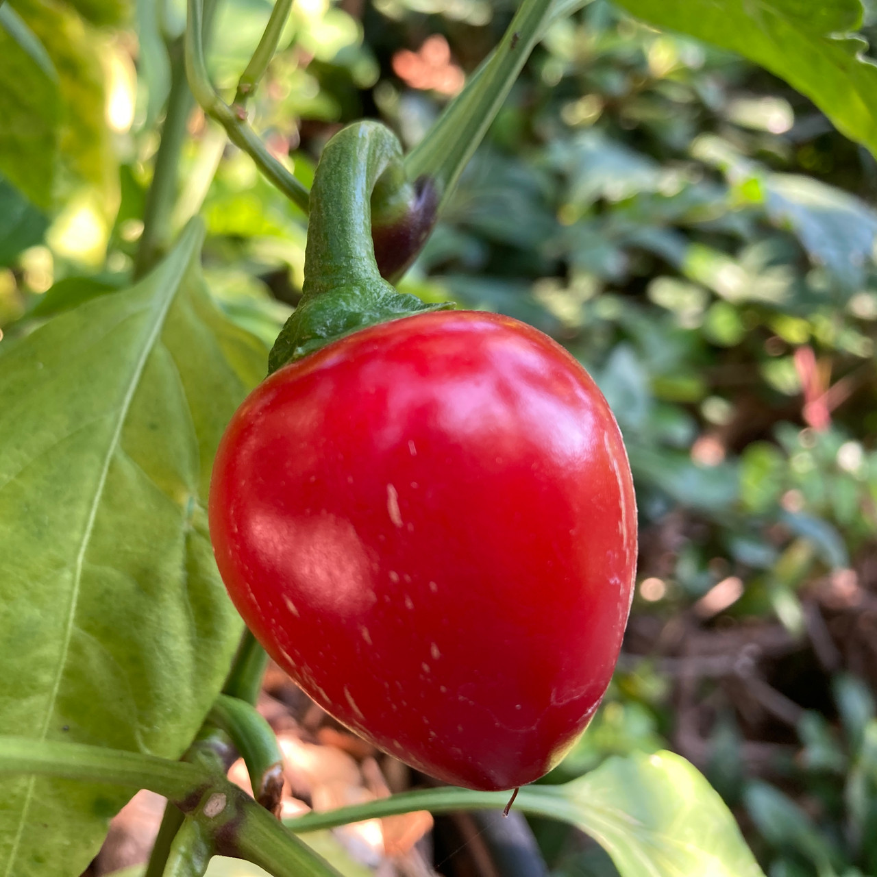 Pimiento (Pimento) Pepper Seeds | Tyler Farms