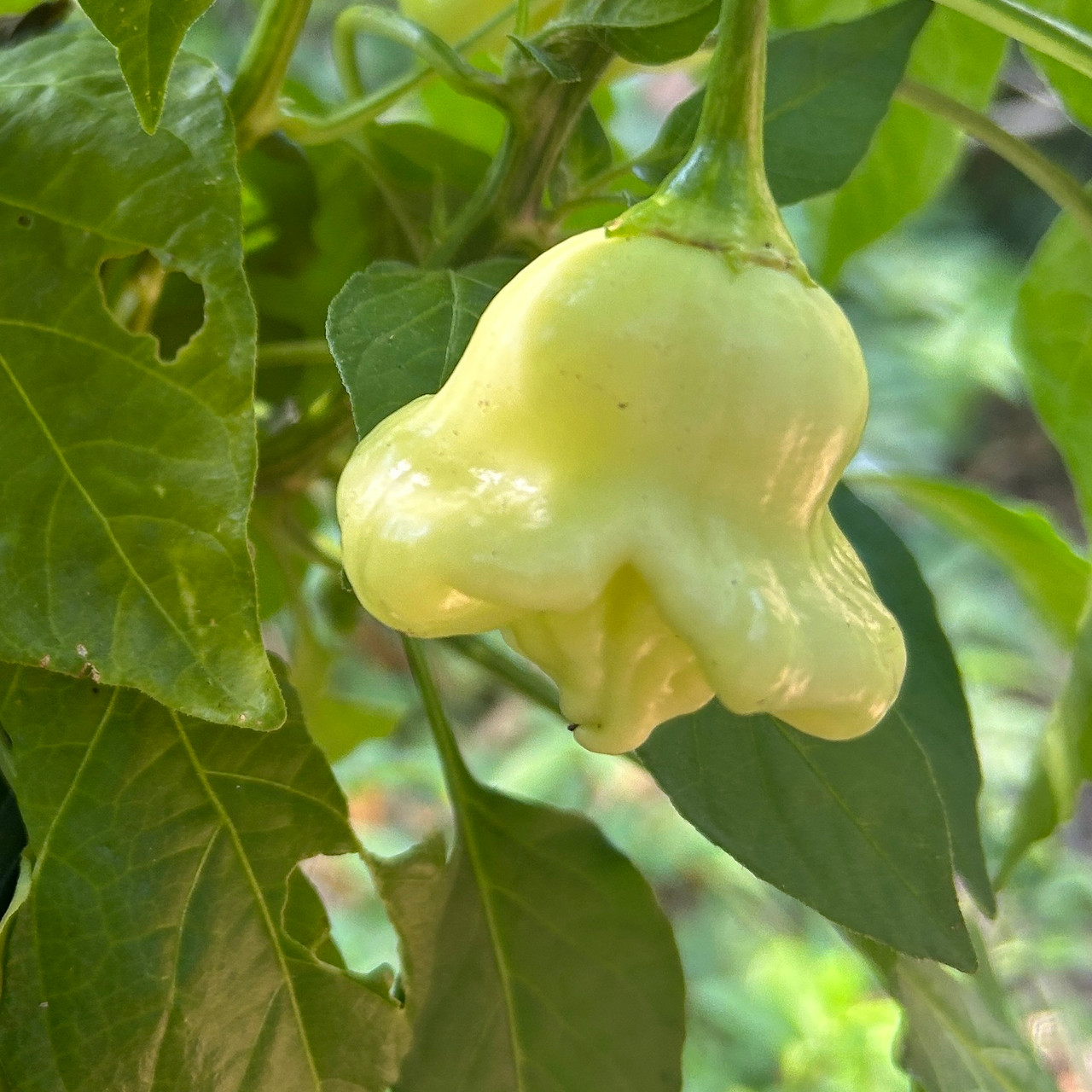 White Aji Fantasy Pepper Seeds Tyler Farms1