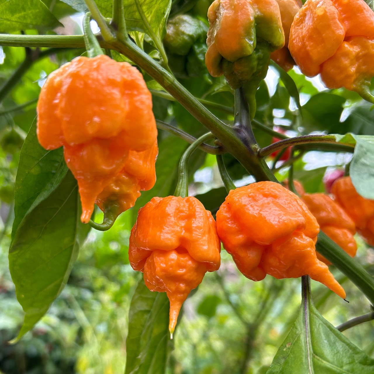 Orange Trinidad Scorpion Butch T Pepper Seeds | Tyler Farms