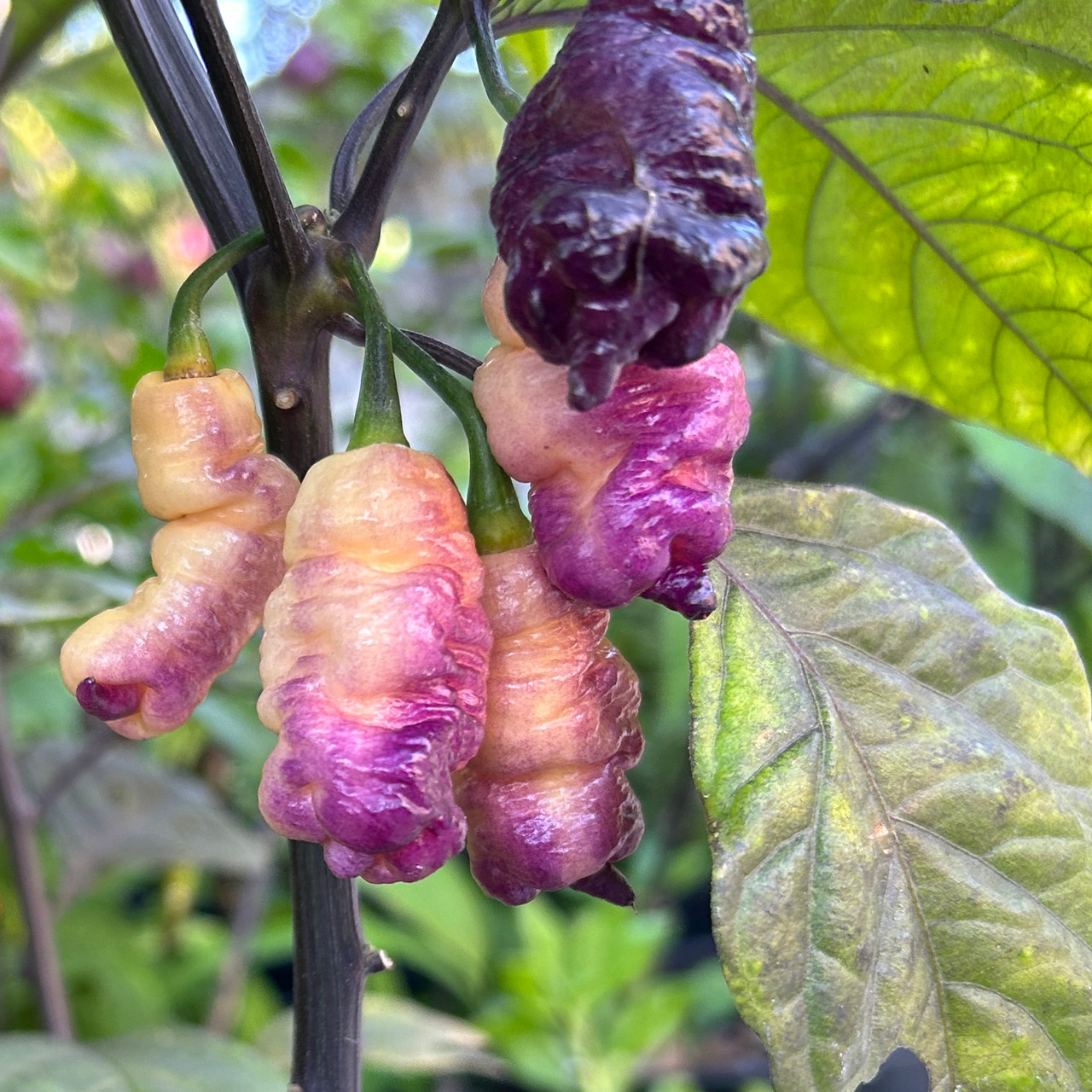 Reaper Pink Peach Peach Pepper Seeds | Tyler Farms