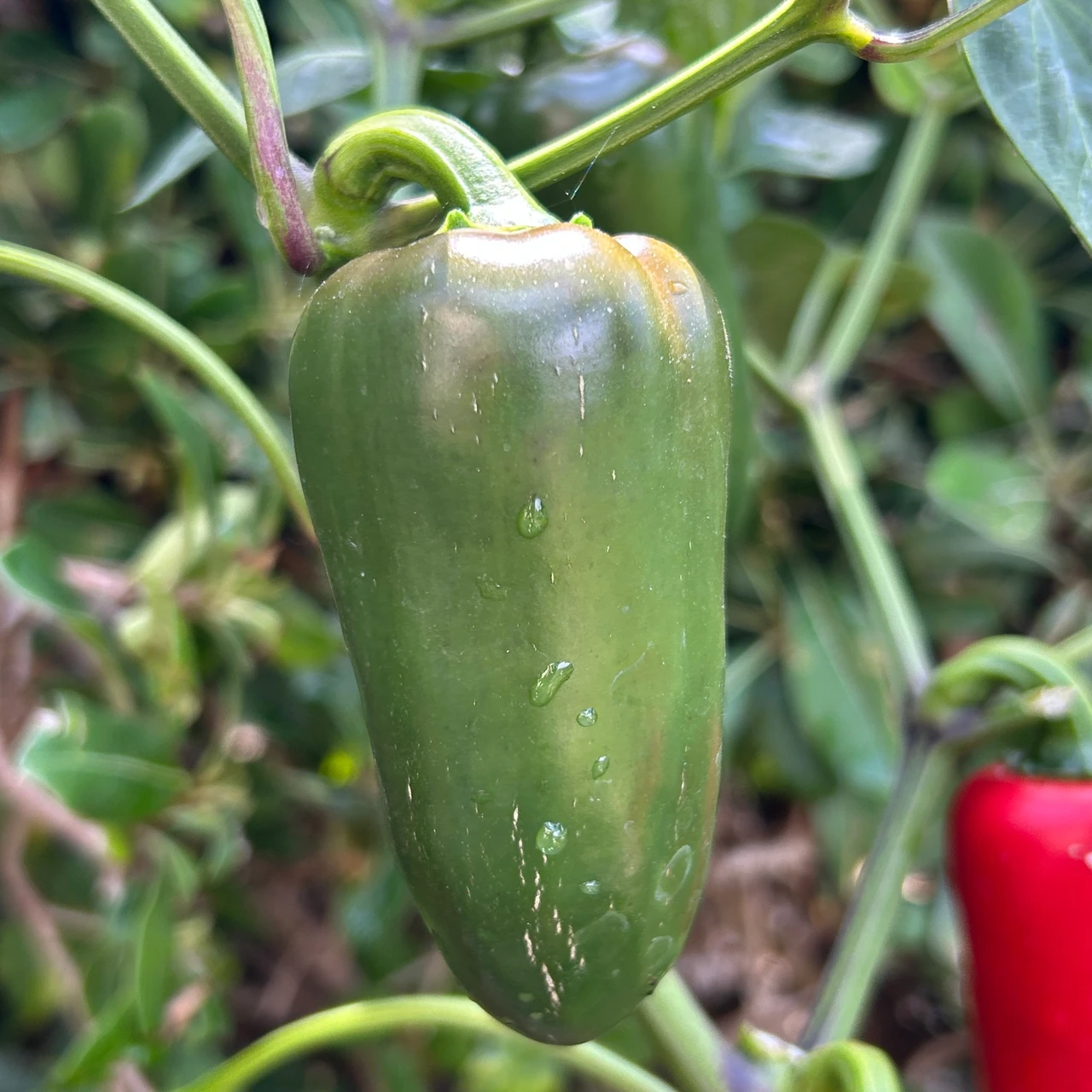 Megatron Jalapeno Pepper Seeds | Tyler Farms