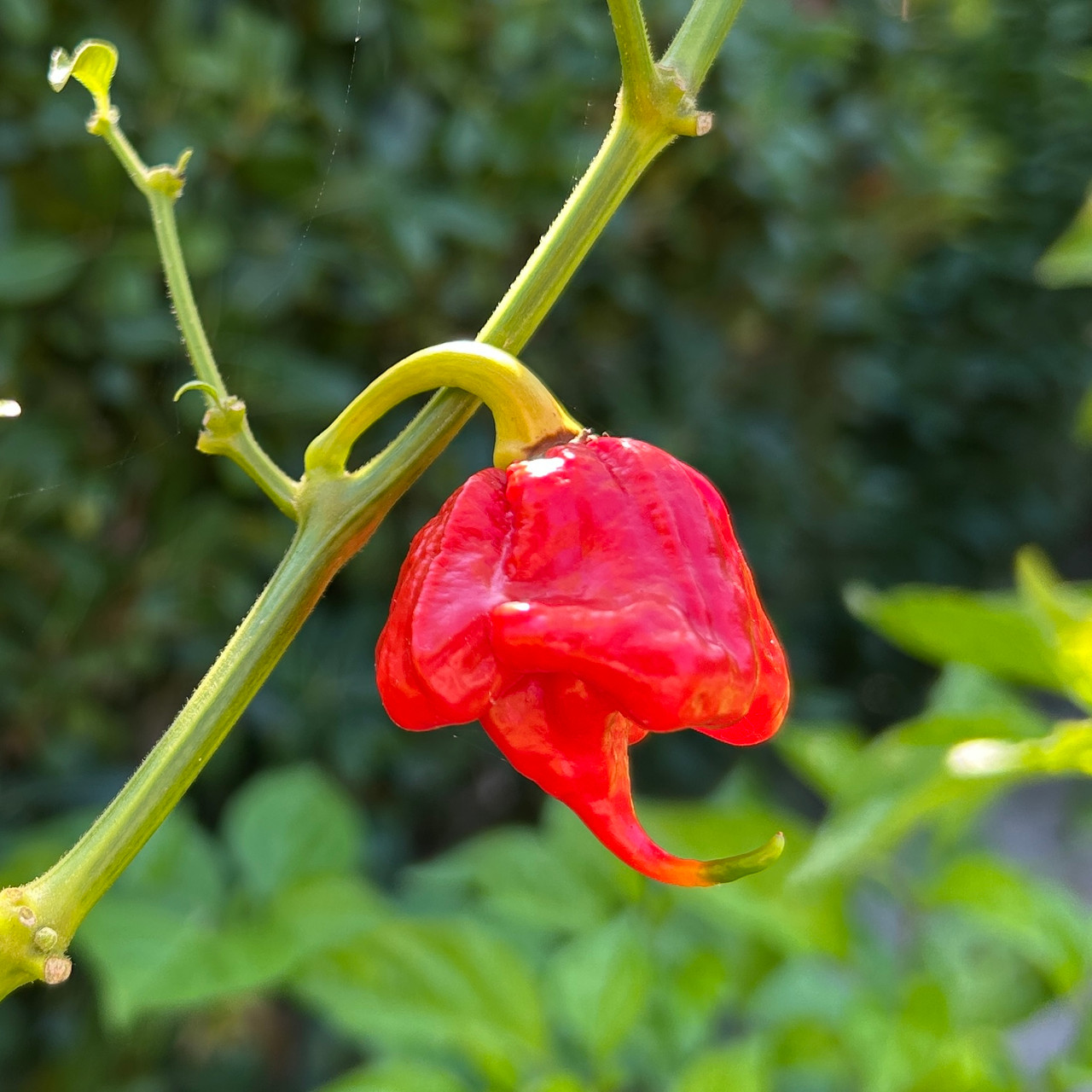 Orange and Red Ripple Pepper Seed Blend | Tyler Farms