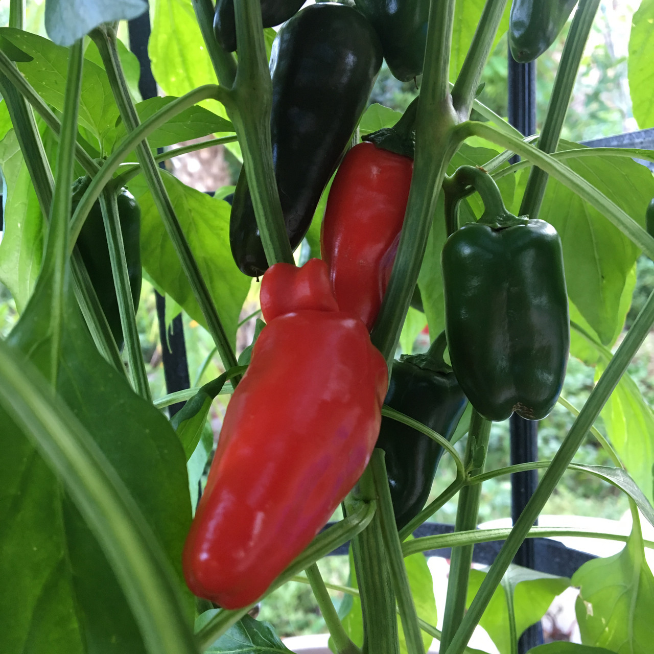 Mini Sweet Pepper Seeds Tyler Farms