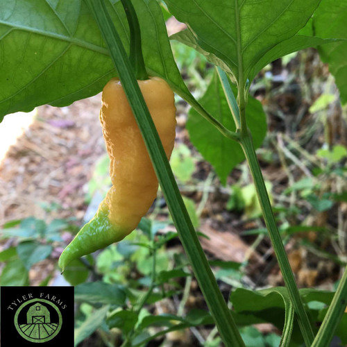 Peach Ghost Pepper Seeds | Tyler Farms