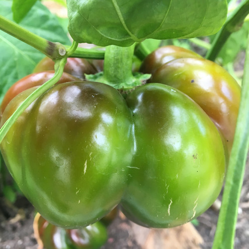 Ruffled Pimento Pepper Seeds | Tyler Farms