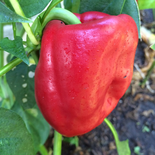 California Wonder Red Bell Pepper Seeds Tyler Farms