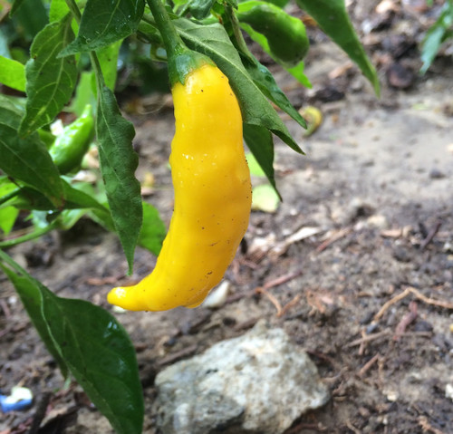 Lemon Drop Pepper | Tyler Farms Lemon Drop Pepper | Tyler Farms