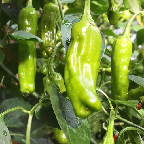 Tyler Farms Shishito Pepper Seeds - Thumbnail 3