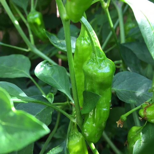 Tyler Farms Shishito Pepper Seeds