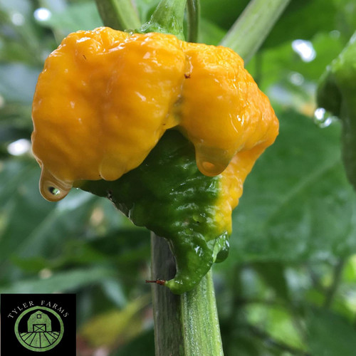 California Reaper Pepper Seeds Tyler Farms