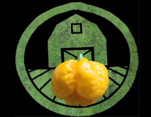 Yellow 7 Pot Brain Strain Pepper Seeds