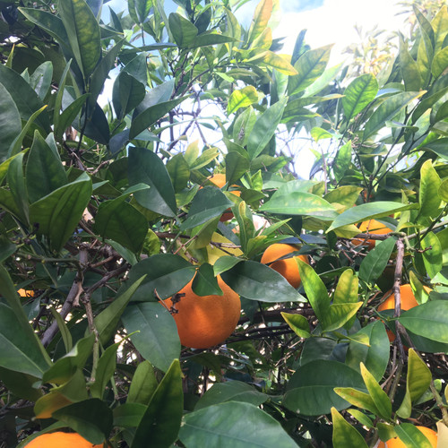 Navel Orange Seeds | Tyler Farms