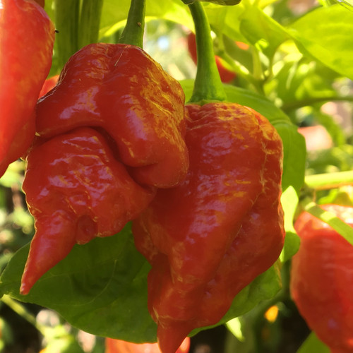 Red Apocalypse Scorpion Pepper Seeds | Tyler Farms