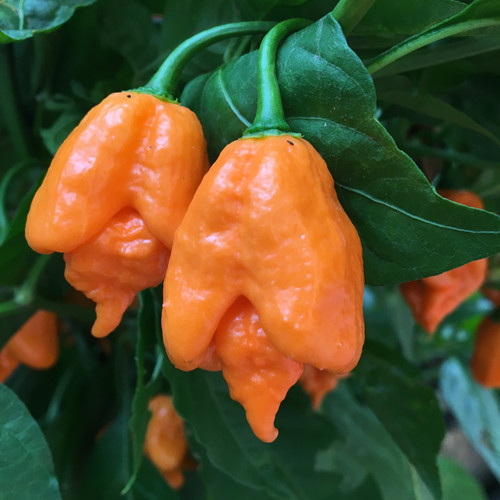 California Reaper Pepper Seeds Tyler Farms