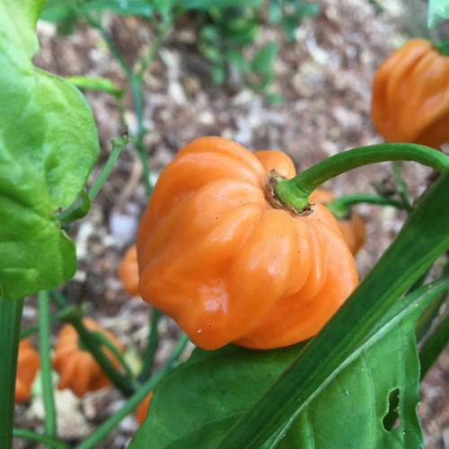 Peach Scotch Bonnet pepper | Tyler Farms
