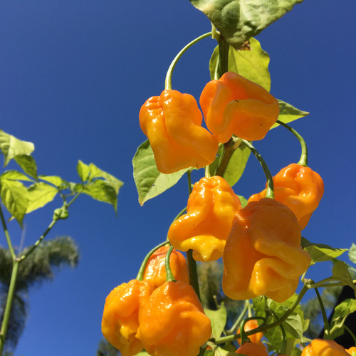 Yellow Moruglah pepper | Tyler Farms