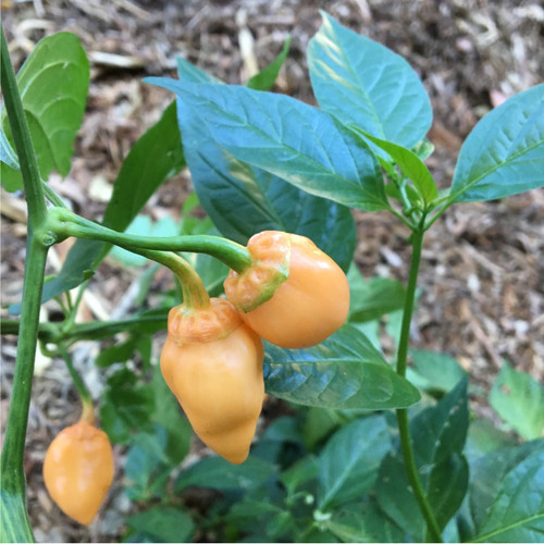 Peach Bubblegum Habanero pepper | Tyler Farms