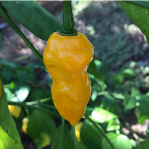 Yellow Naga Viper pepper | Tyler Farms