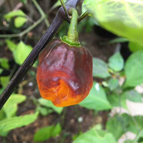 7JPN pepper | Tyler Farms