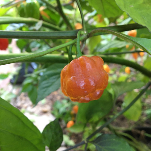 7JPN Pepper Seeds | Tyler Farms