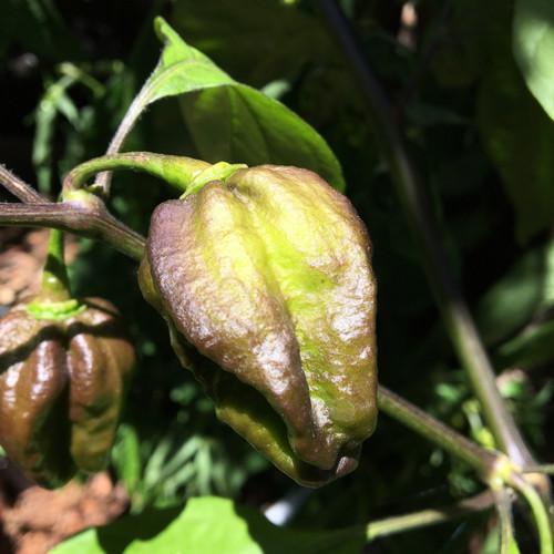 7JPN Pepper Seeds | Tyler Farms