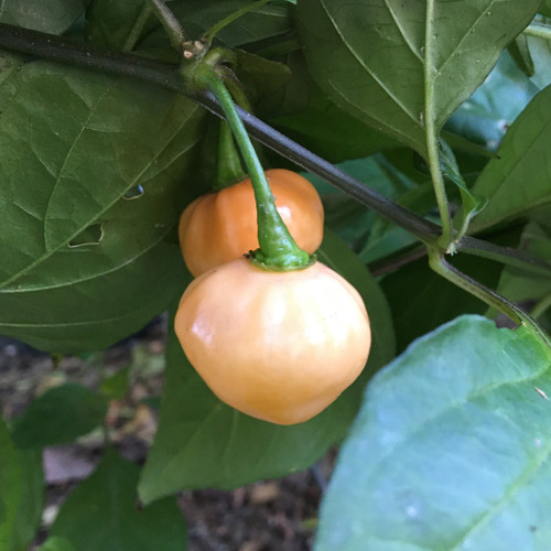 Sunset Peach CGN 21500 Pepper Seeds | Tyler Farms