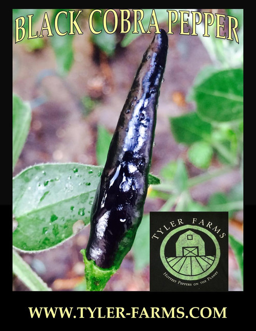 Black Cobra Pepper Live Plant Tyler Farms