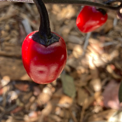 Black Cherry Bomb Pepper | Tyler Farms Black Cherry Bomb Pepper | Tyler Farms