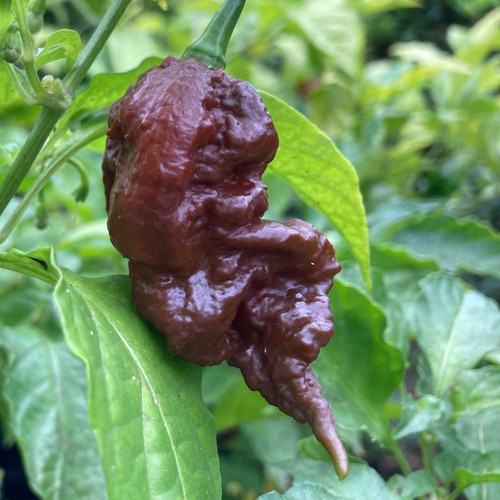 Jay's Chocolate Ghost Scorpion Pepper Seeds