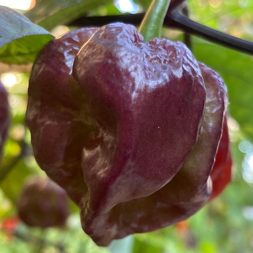 Purple 7 Pot Pepper Seeds | Tyler Farms