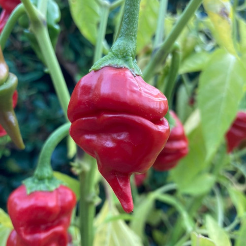 Red Bottle Rocket Pepper Seeds | Tyler Farms