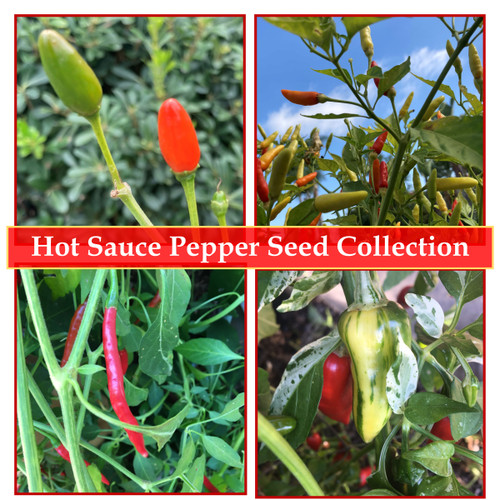 Hot Sauce Pepper Seed Collection Hot Sauce Pepper Seed Collection