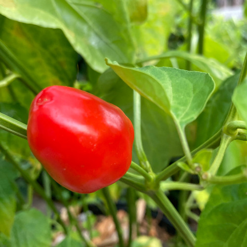 Malawi Piquante Pepper | Tyler Farms