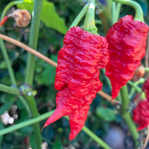 Red Chili – Mountain Equipment
