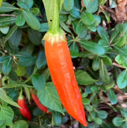 Italian Wax Pepper Seeds Tyler Farms
